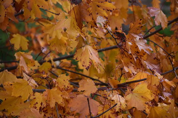 Los colores del otoño después de la lluvia