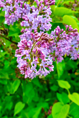 A flowering lilac branch in the park. Fragrant smell of spring.