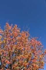 The contrast between the red autumnal trees and the blue sky
