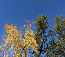 Fototapeta premium yellow autumn leaves and blue sky