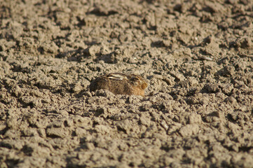 A portrait of an European Hare demonstrating its camouflage skills in a field
