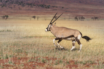 impala in the savannah