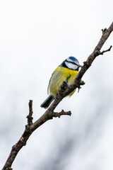 Eurasian Blue Tit perched on a tree branch