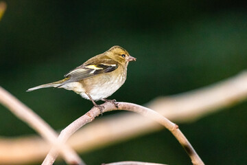 Common Chaffinch perched on a tree branch