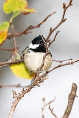 Coal Tit perched on a tree branch