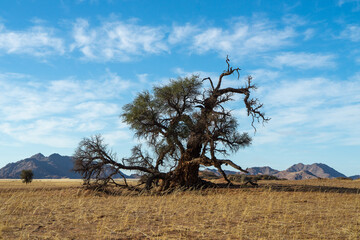 tree in the field