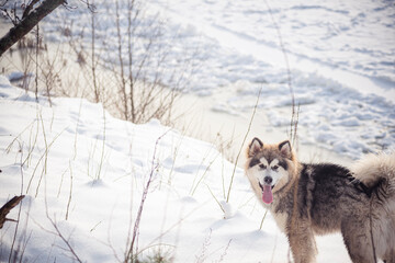 Dog puppy with a tongue in snow. Young Alaskan Malamute standing and watching. Winter morning walk on a frozen riverside. Selective focus on the animal, blurred background.