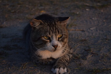 Cat at sunset