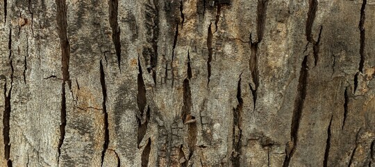 Naklejka premium Natural wood texture background