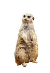 Cute meerkat on white background. Exotic animal