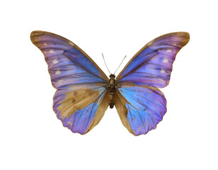 Fototapeta na wymiar Beautiful fragile exotic butterfly on white background