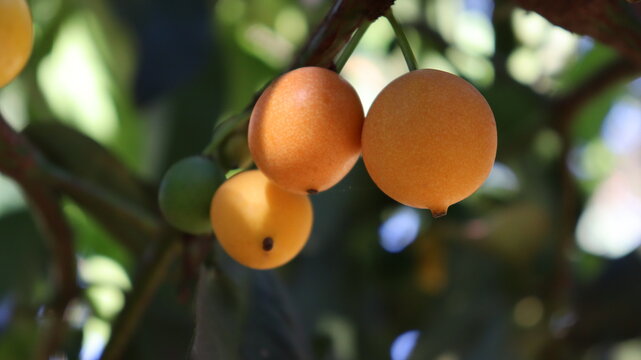 Bacupari, fruto tropical encontrado em todo o Brasil, na natureza e exposto em um recipiente de lou&ccedil;a