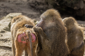 Two baboons in the zoo, daily toilet, Papio, baboons clean their fur, cleaning, African animals,
