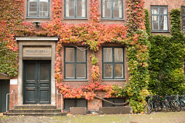 Fototapeta na wymiar old house with ivy plant 