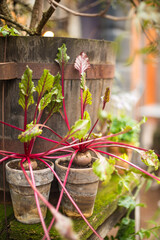 little beet plants in pots