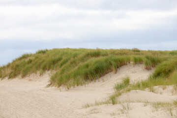 Les dunes ou la digue sur la côte hollandaise de la mer du Nord, Gros plan sur l& 39 herbe de marram européenne (herbe de plage) avec le ciel bleu comme arrière-plan, Arrière-plan de texture de motif de sable Nature, Hollande du Nord, Pays-Bas.