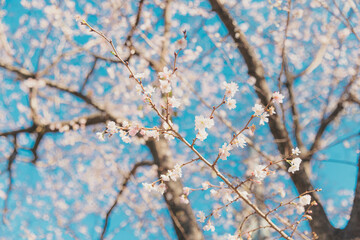 十月桜
Cherry blossoms,