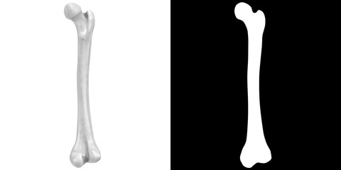 3D rendering illustration of a human femur bone anatomy