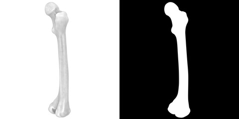 3D rendering illustration of a human femur bone anatomy