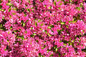 Tropical flowers colorful background, flower texture picture.