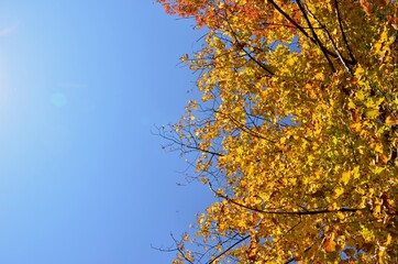 Blue autumn background with maple leaves, yellow leaves border, autumn frame decoration, blue sunny sky photo.