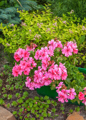 Garden 1 near Urzedow town. Poland