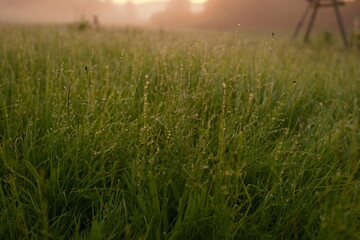 Morning dew on blades of grass 