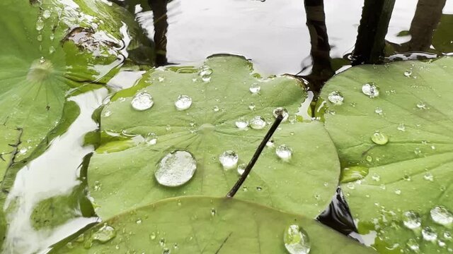 beautiful macro rain drop dew on water lily leaf