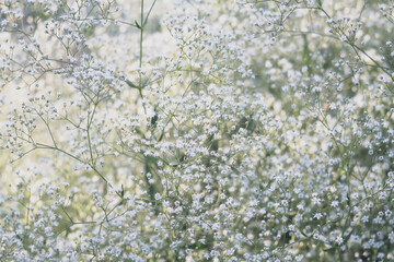 white gypsophila flowers like snow create a beautiful white blurred background