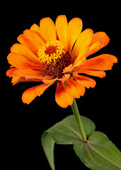 Orange flower of zinnia, isolated on black background
