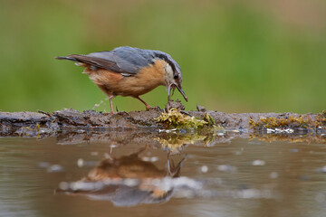 European nuthatch ,,Sitta europaea,, in amazing wild Danubian forest, Slovakia, Europe