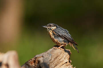 European nuthatch ,,Sitta europaea,, in amazing wild Danubian forest, Slovakia, Europe