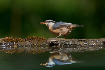 European nuthatch ,,Sitta europaea,, in amazing wild Danubian forest, Slovakia, Europe