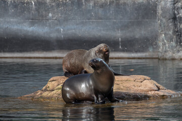 South African seals, Arctocephalus pusillus, on a rock island, aquatic environment, very large seals