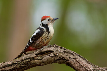 Middle spotted woodpecker ,,Leiopicus medius,, in wild danubian forest, Slovakia, Europe