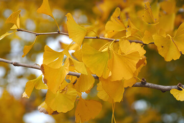 黄色が美しいいちょうの葉｜イチョウ｜銀杏｜紅葉
