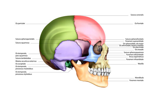 Diagram of a human skull in multi-colored parts. Vector illustration
