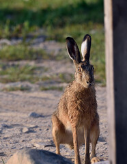 A hare, soaked with morning dew, sits on a meadow in front of a fence