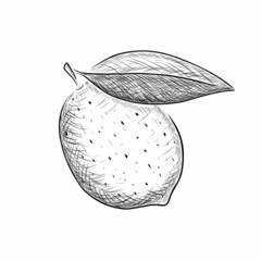 Graphic ink drawing of a lemon fruit and a leaf on a white background.