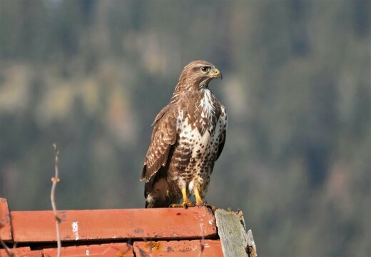 buse Variable (Buteo buteo), Neuch&acirc;tel, Suisse.