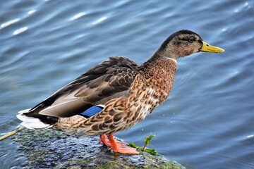 Canard colvert (Anas platyrhynchos), lac de Neuchâtel, Suisse.
