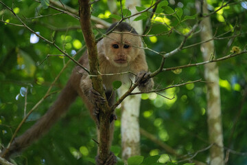 Amazonian Capuchin monkey standing and posing on branch surrounded by green trees in the Amazon rainforest of Ecuador.