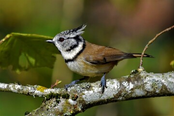 Mésange huppée (Lophophanes cristatus), Neuchâtel, Suisse.