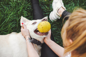 Top view of a labrador playing with his mistress in the park while holding a yellow ball in his...