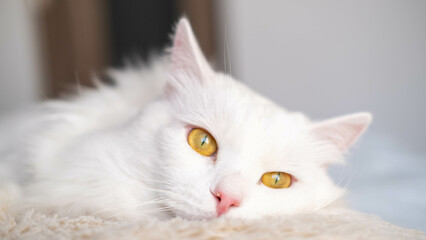 Obraz premium Portrait of a fluffy, white cat lying on a bed in a room.
