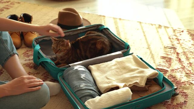 Young travel woman hands and cute cat packing clothes into suitcase, getting ready for road trip - traveling, prepare to travel concept. vintage style. loft design. 4k footage