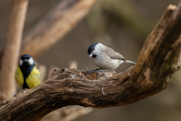 Marsh tit, Poecile palustris, bird in its natural habitat, black head and bright feathers on wings, very nice forest and urban bird