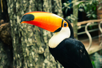 jungle bird with many tropical colors