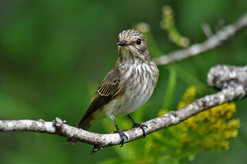 Gobemouche gris (Muscicapa striata), Neuchâtel, Suisse.
