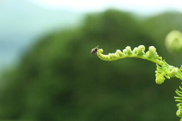 Fly on a furled fern frond (Lake District, Cumbria, England)
